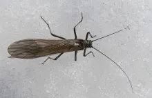 User submitted picture: Black Stoneflie