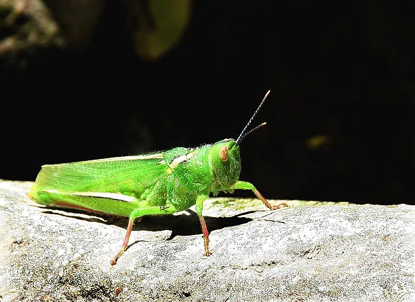 User submitted picture: PequeÃ±o Saltamonte