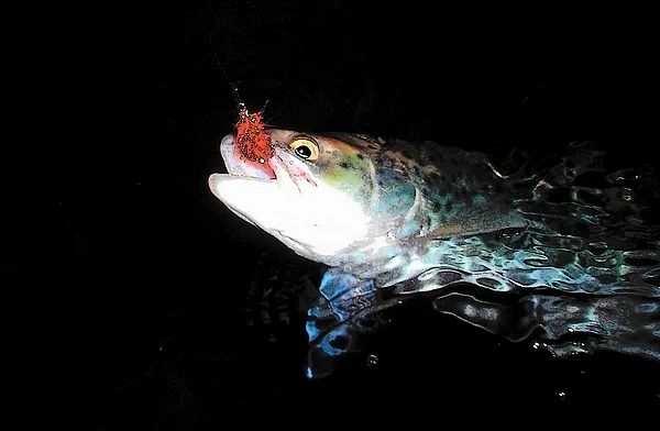 User submitted picture: First seatrout of the nig...