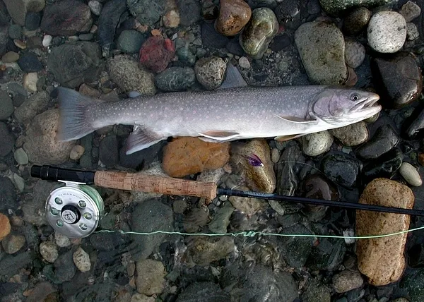User submitted picture: Fall Dolly Varden on Purp...