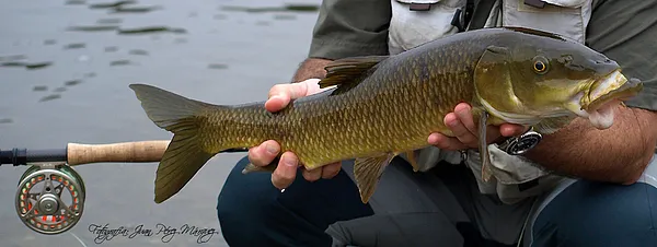 User submitted picture: Barbo big mouth in time o...