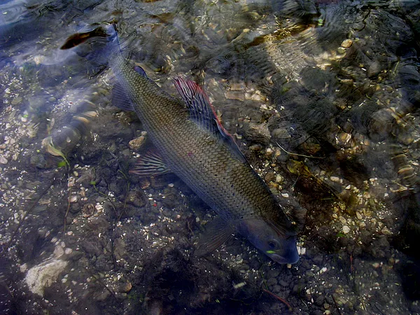 User submitted picture: Chalk stream grayling